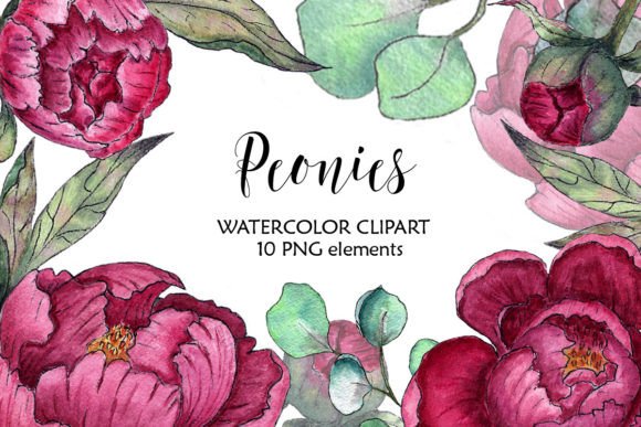 Elevating Design with High-Resolution Peonies Clipart and Peony PNG Assets